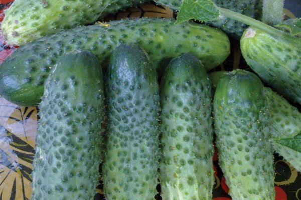 แตงกวาสุก