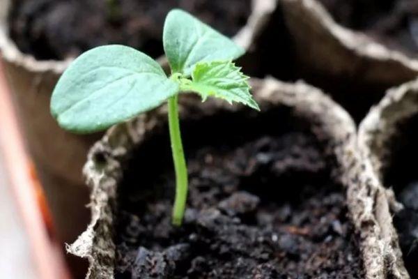 แตงกวาจากเมล็ด