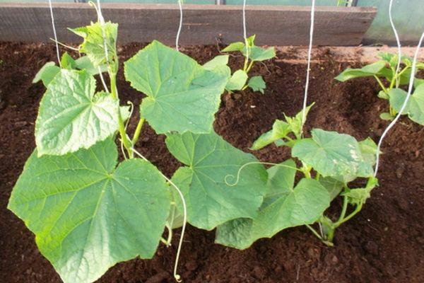 ต้นแตงกวา