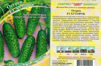 เมล็ดแตงกวา