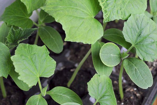 ถั่วงอกแตงกวา