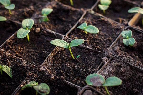 ถั่วงอกในภาชนะ