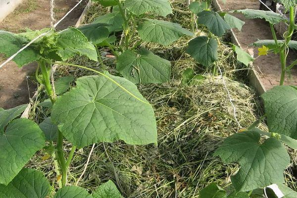 การคลุมดินสำหรับแตงกวา