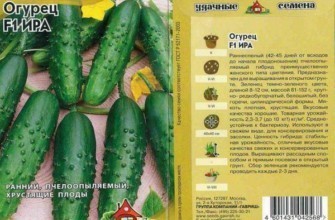 เมล็ดแตงกวา