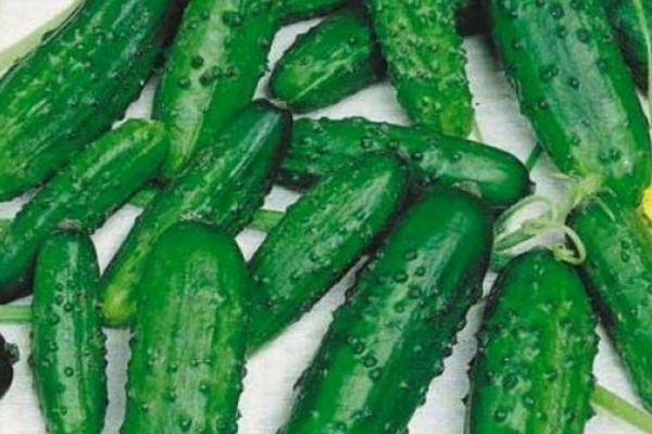 แตงกวาสุก