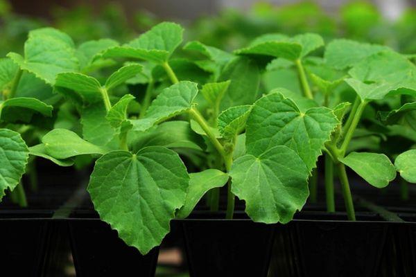 คำอธิบายแตงกวา Ira f1 คำแนะนำในการปลูกและการเก็บเกี่ยว