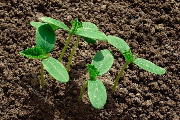 ถั่วงอกแตงกวา