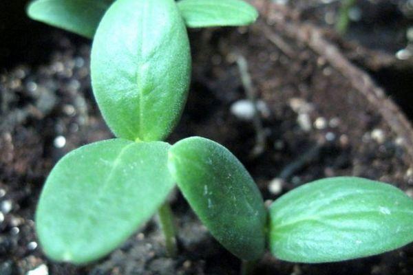 ต้นกล้าในดิน