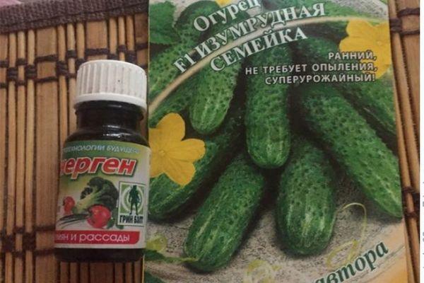 เมล็ดแตงกวา