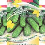 เมล็ดแตงกวา