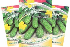 คำอธิบายเกี่ยวกับแตงกวาตระกูลมรกต การปลูกและการดูแลพันธุ์ลูกผสม