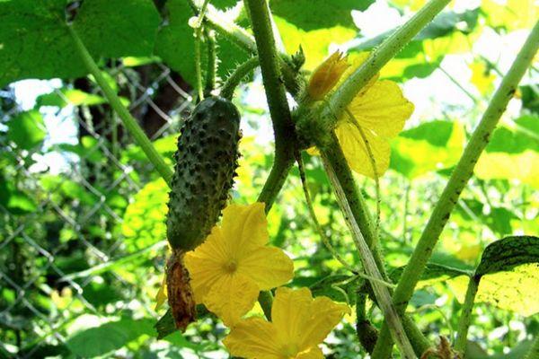 Concombres à fleurs