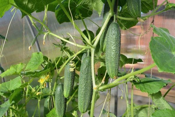 Cultiver des légumes