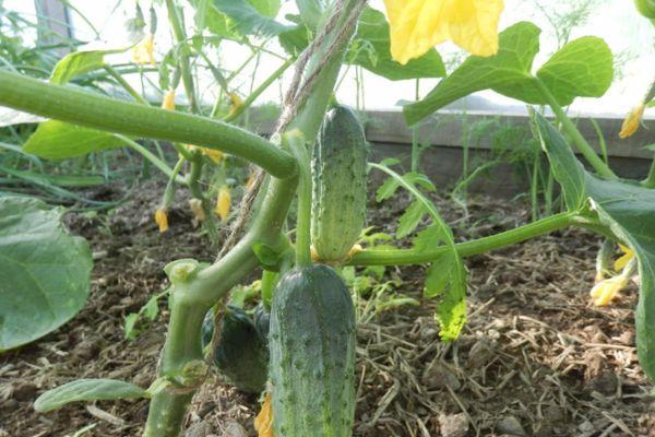 พุ่มไม้ที่มีแตงกวา