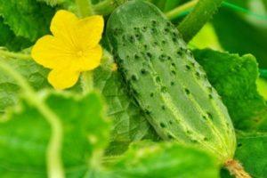 คำอธิบายพันธุ์แตงกวา Muromsky 36 การปลูกและการดูแลต้นอ่อน