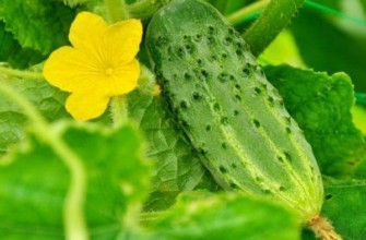 ดอกแตงกวา