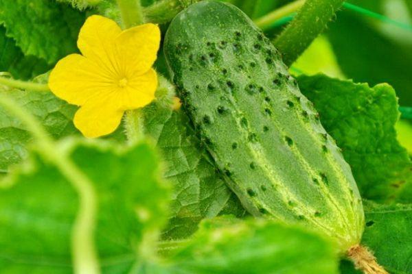 ดอกแตงกวา