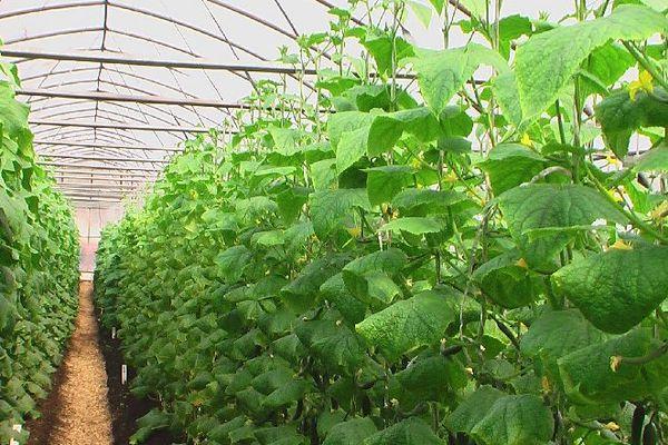 แตงกวาในเรือนกระจก