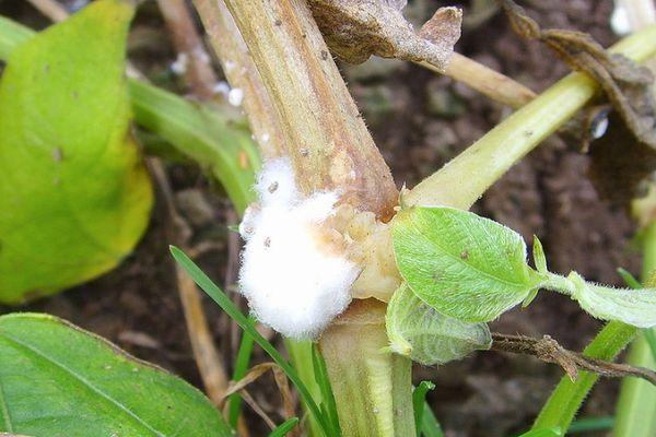 เชื้อราในแตงกวา