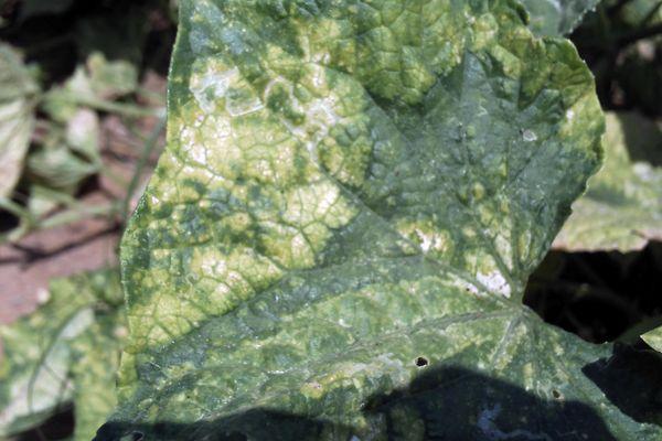 เชื้อราในแตงกวา