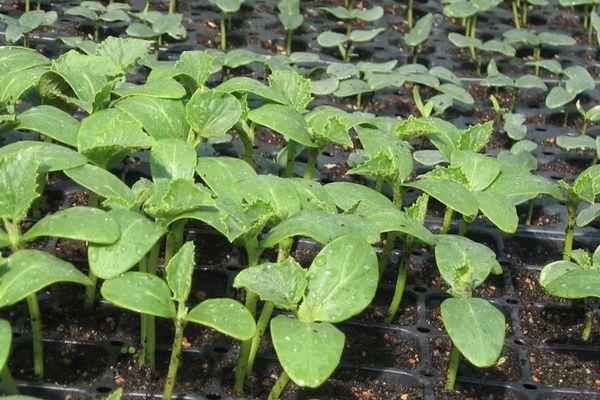 ต้นกล้าแตงกวา