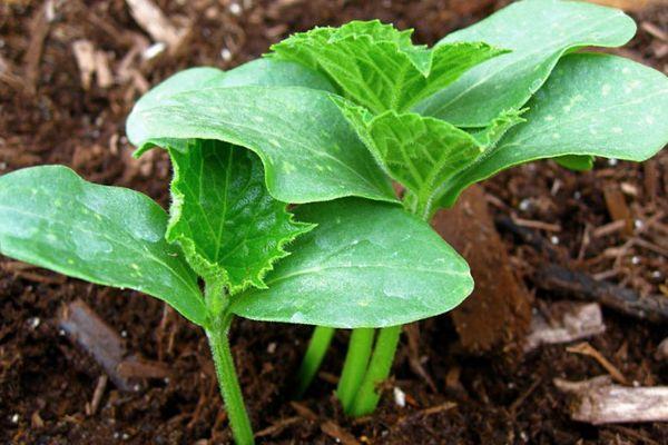 แตงกวางอก