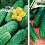 แตงกวาลูกผสม