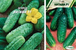 Description de la variété de concombre hybride Natasha, culture et prévention