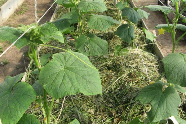 การคลุมดินสำหรับแตงกวา