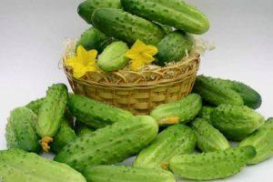 คำอธิบายแตงกวา Patti F1 และคำแนะนำการปลูกสำหรับพันธุ์ผสม