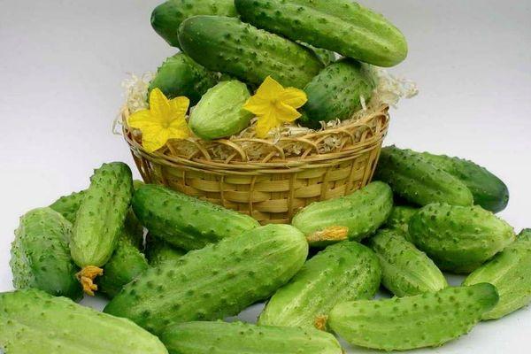 การเก็บเกี่ยวแตงกวา