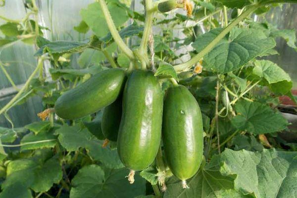 แตงกวาดอง