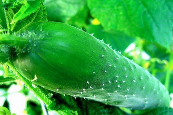 ผลแตงกวา