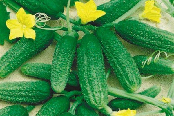 แตงกวาดอง