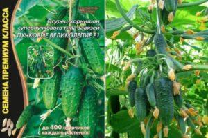 Description des concombres Bunch Splendor et caractéristiques de l'hybride