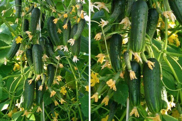 ดอกไม้บนแตงกวา