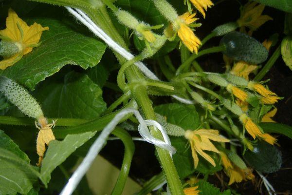 แตงกวาเป็นพวง