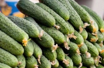 การเก็บเกี่ยวแตงกวา