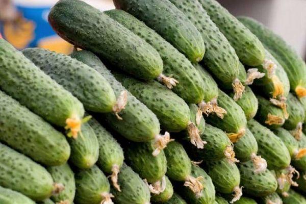 การเก็บเกี่ยวแตงกวา