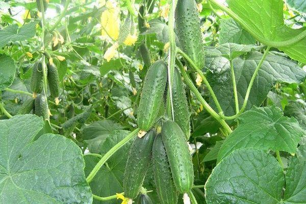 ต้นแตงกวา