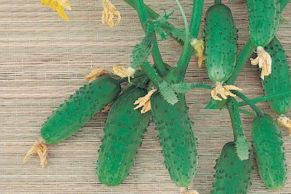 ผลแตงกวา