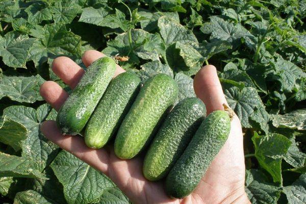 Concombres sur la paume