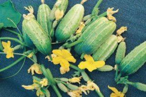 คำอธิบายเกี่ยวกับแตงกวาพันธุ์เพื่อนแท้และการปลูกพันธุ์ผสม