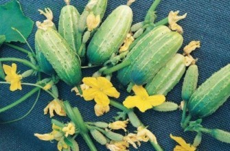 แตงกวาสุก