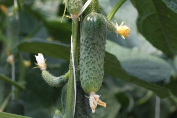 Description des concombres précoces Vesyolye Rebyata F1 et instructions de culture