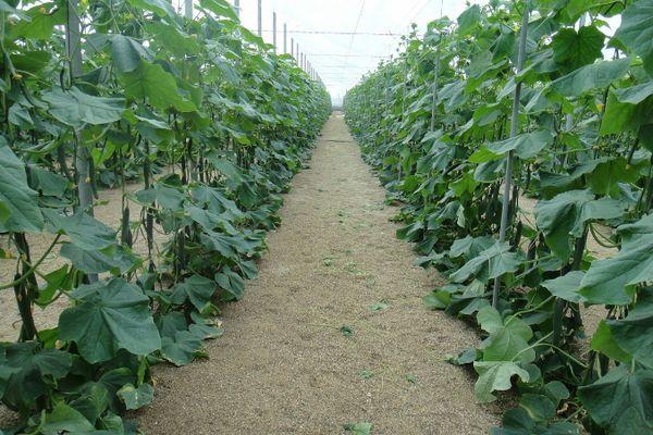 Cultiver des concombres