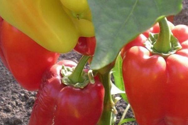 Cultiver des poivrons