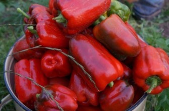 พริกหยวก