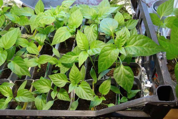 plants de poivrons