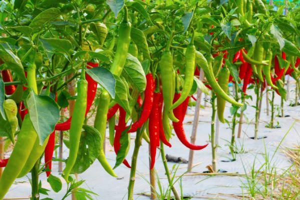 พริกยาว